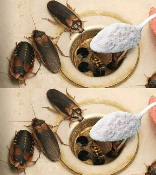 Cum să elimini puricii, furnicile și gândacii din casă pentru totdeauna