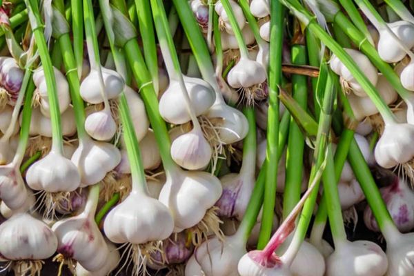 Cum să cultivi și să ai grijă de usturoiul în interiorul casei