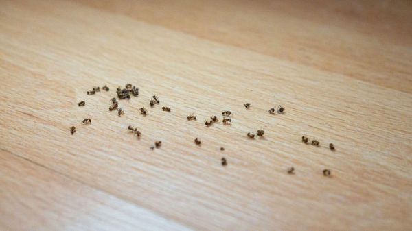 Amestecul puternic care te scapă definitiv de furnicile din casă