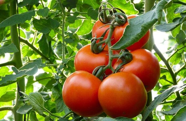 Cea mai bună metodă pentru a avea tomate delicioase și sănătoase